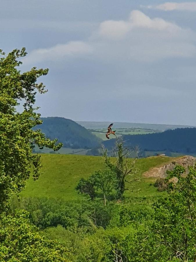 Calon Y Goedwig Glamping Llandovery Exterior foto